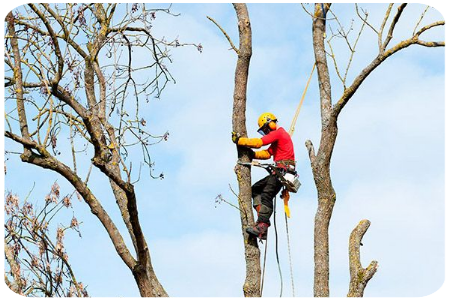 Taladores de árboles